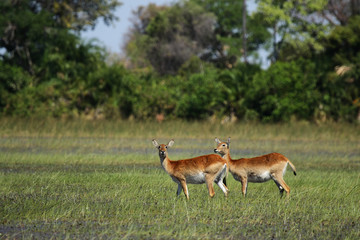 Naklejka na ściany i meble Rote Lechwe Antilopen im Okavango Delta, Botswana
