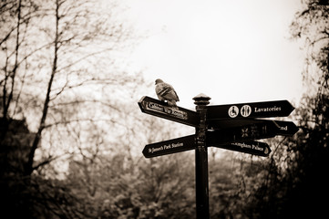 St. James's Park, Londra