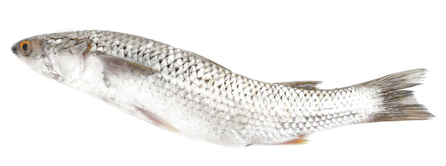 Fresh fish isolated on white