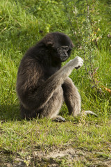Withandgibbon eet uit de hand.
