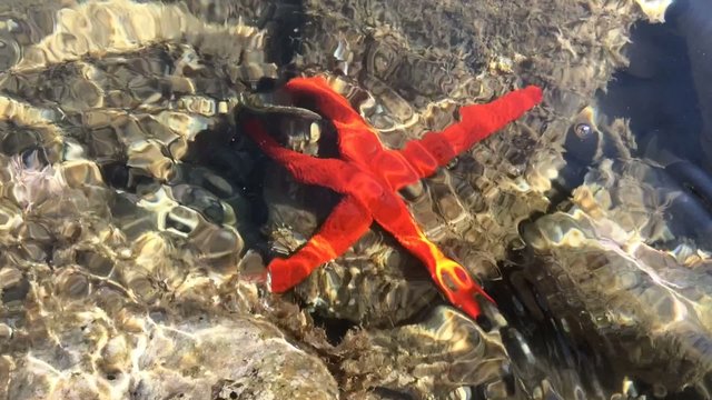 stella di mare rossa