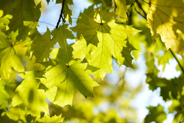 Autumn tree twigs on sky background