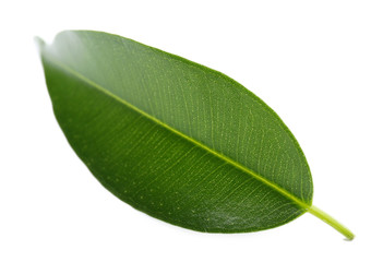 Green leaf isolated on white