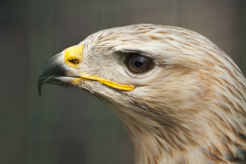 Portret van een arendbuizerd.