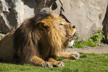 Naklejka premium Liggende grommende leeuw.