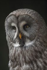 Portret van een laplanduil.