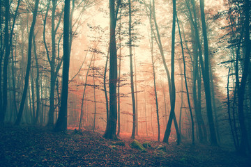 Mystic vintage color forest scene