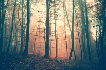 Scène de forêt de couleur vintage mystique