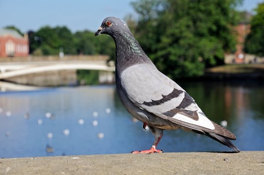 Pigeon standing on a wall © Arena Photo UK