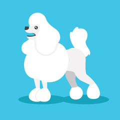 Vector Poodle Flat Illustration