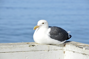 Seagull.