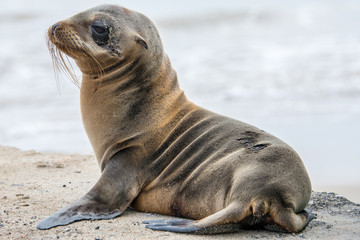 Baby fur seal, Galapagos islands