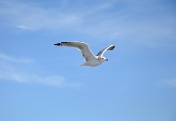Flying seagull