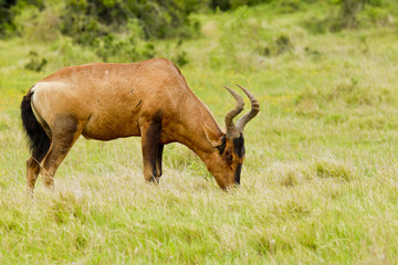 Grazing Red Hartebeest