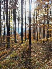 Leuchtender Herbstwald im Gegenlicht