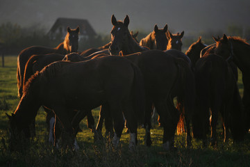 Batch of beautiful horses against sunset light on pasturage