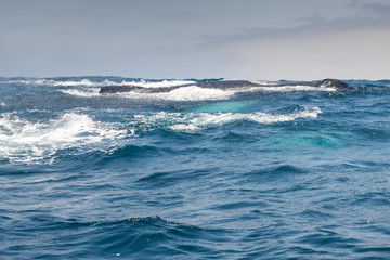 Humpback whales sailing in Puerto Lopez, Ecuador