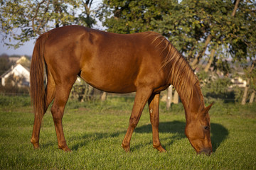 Peaceful pregnant mare grazing in summer corral