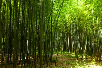 Papier Peint photo Lavable Bambou Chemin de la forêt de bambous