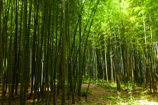 Path of the bamboo forest