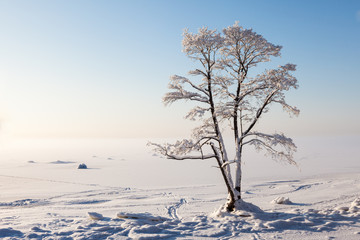 Frozen tree on winter bay and blue sky