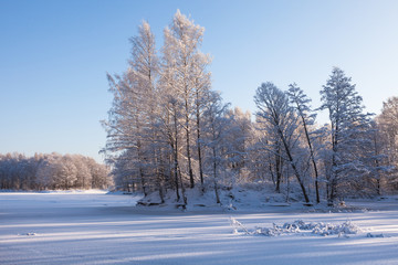 Frozen trees in winter park