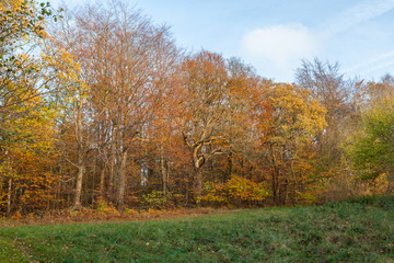Beautiful Forest in Autumn Colors