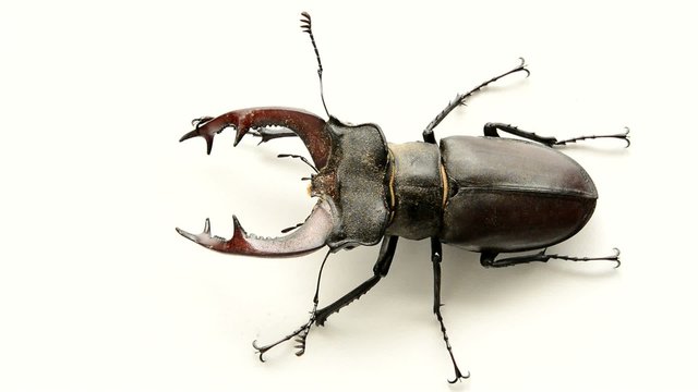 Male stag beetle, Lucanus cervus