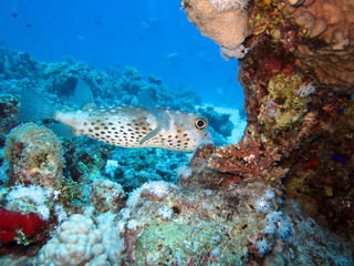 Gelbflecken-Igelfisch