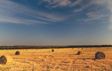 Round hay bales in a field at dusk
