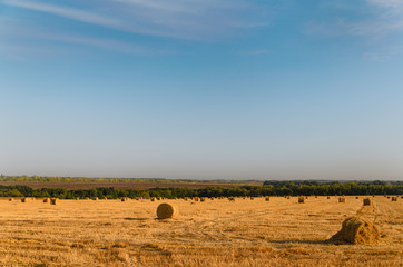 Round hay bales in a field at dusk