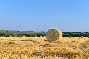 Round hay bales in a newly mowed field