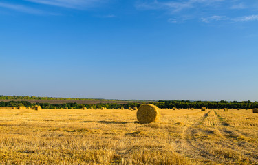 Hay bales in a newly mowed and raked field