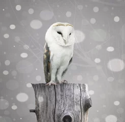 Zelfklevend Fotobehang Barn Owl with snow © vali_111