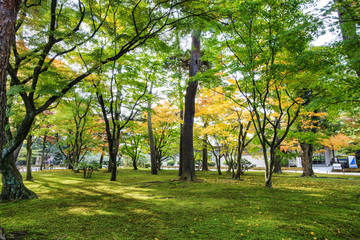Fototapeta premium Kotoji Lantern in Kenrokuen garden