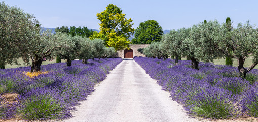 Lavander garden © Paolo Gallo