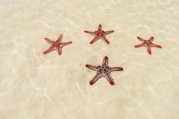 Fototapeta na wymiar Four red starfish