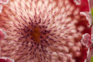 pink protea macro background