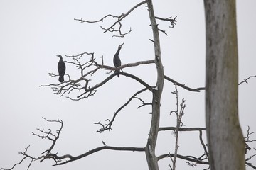 Cormorants on bare tree