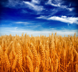 Naklejka premium Beautiful yellow wheat field and clouds sky