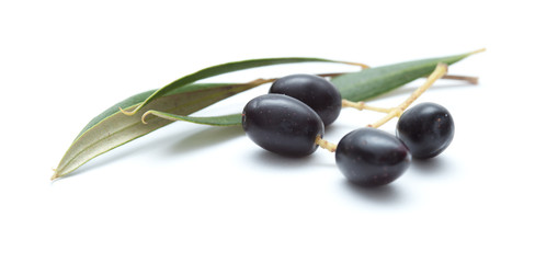 small branches with ripening olives isolated on white background
