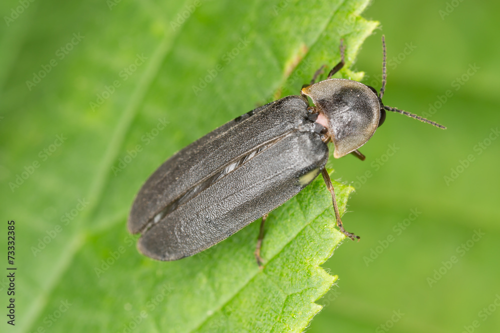 Poster common glow-worm (lampyris noctiluca) sitting on leaf