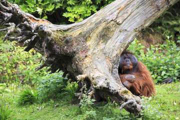 Male Bornean orangutan