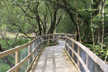 Walking wooden trails in Wicklow Mountains National Park.
