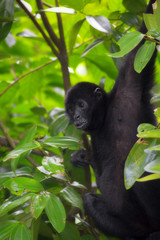 Spider Monkey