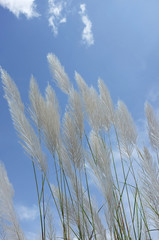 reeds of grass  and Grass flower