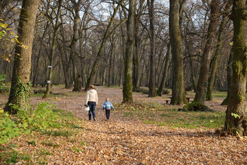 Fototapeta premium Walk through the woods