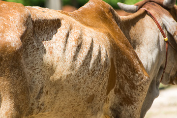 Cow skin