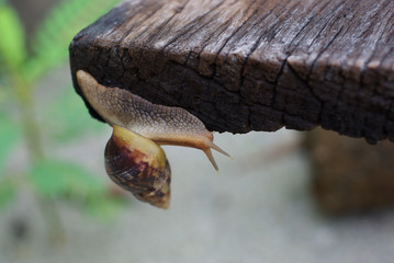 snail on the wood