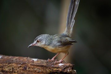 Plain Prinia (Prinia inornata) on the wood